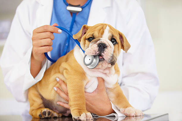 This isn't a chew toy! Cropped shot of a vet trying to listen to a bulldog puppy's heartbeat animal hospital photos stock pictures, royalty-free photos & images