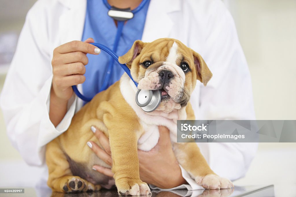 Esta não é uma mastigar brinquedo! - Royalty-free Veterinário Foto de stock