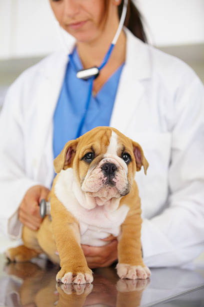 istock Little bundle of cuteness 454436035