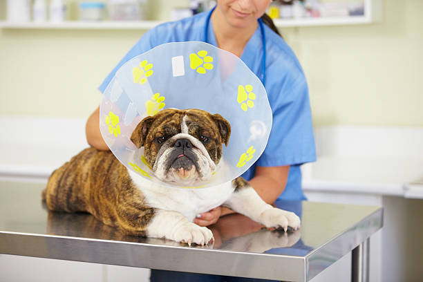 그는 도착할거에요 치유된 있어 - doctor pets portrait animal hospital 뉴스 사진 이미지
