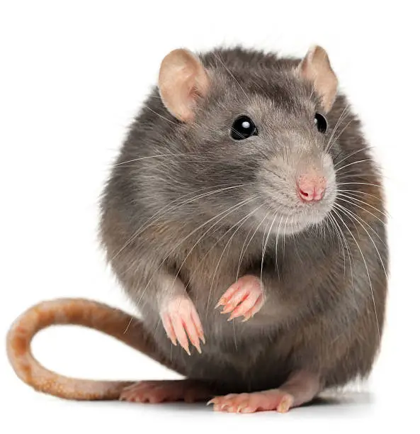 rat