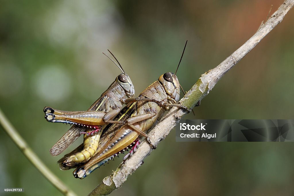 Grasshoppers coppia - Foto stock royalty-free di Accoppiamento