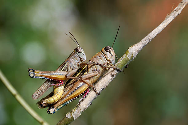 grasshoppers para - locust two animals insect pest zdjęcia i obrazy z banku zdjęć