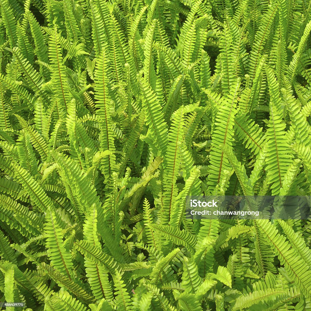 fern verde - Foto stock royalty-free di Bagnato