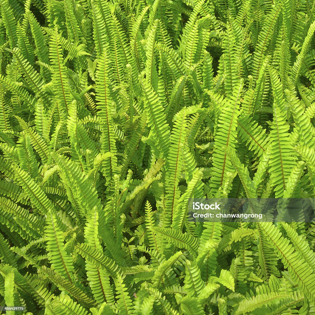 Samambaia verde - Royalty-free Botânica - Ciência de plantas Foto de stock