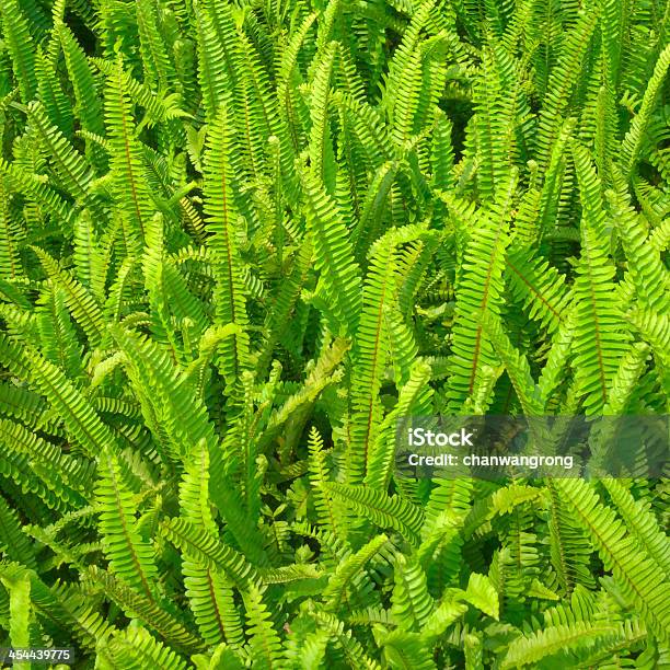 Samambaia Verde - Fotografias de stock e mais imagens de Botânica - Ciência de plantas - Botânica - Ciência de plantas, Cheio, Clorofila