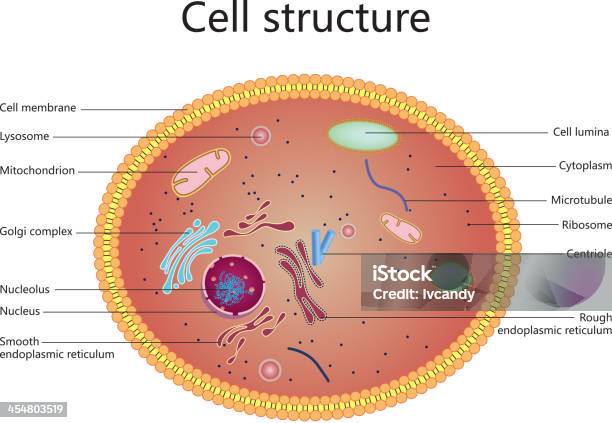 Ilustración de Estructura Celular y más Vectores Libres de Derechos de Célula humana - Célula humana, Célula, Estructura de edificio