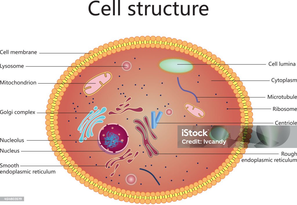 Estrutura da célula - Royalty-free Célula humana arte vetorial