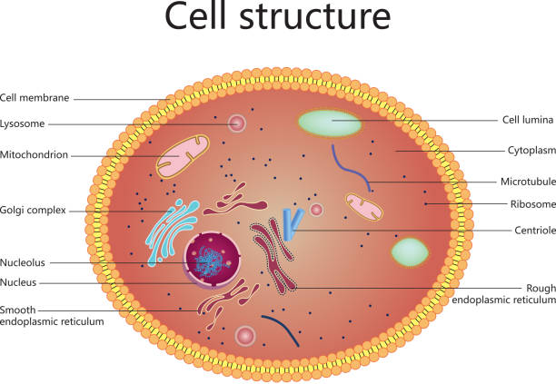 Cell structure Gradient and transparent effect used. human cell nucleus stock illustrations