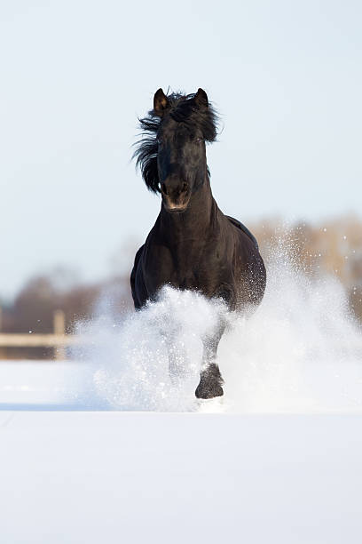 Black horse runs on the snow, Lithuanian stallion.