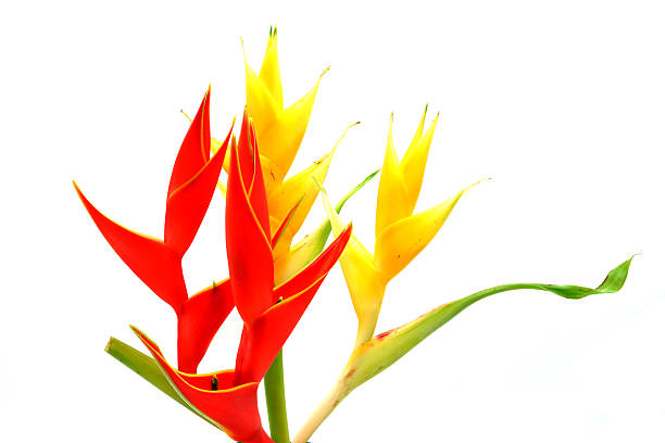 Beautiful Heliconia (H. caribaea Lamarck) \