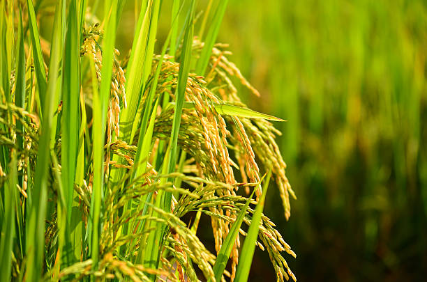 istock Rice Paddy Fields in Harvest Season 454890515
