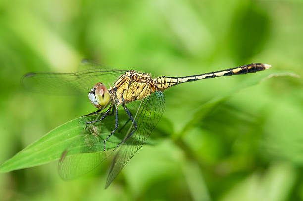 Yellow-Striped Hunter Dragonfly stock photo