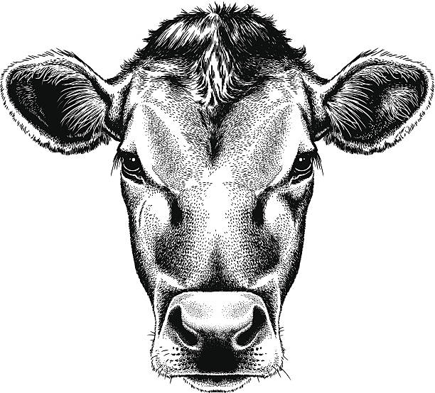 bildbanksillustrationer, clip art samt tecknat material och ikoner med vector illustration portrait of a cow's face - arbetsdjur