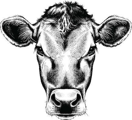 Black and white sketch of a cow's face.