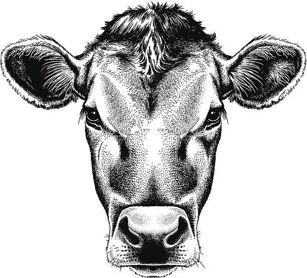 Vector illustration portrait of a cow's face Black and white sketch of a cow's face. bull animal stock illustrations