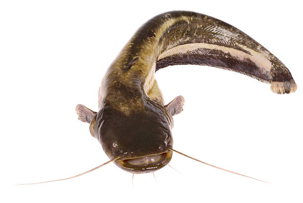 Catfish on white (Clipping path) Catfish isolated on white background. Clipping path inside. barbel stock pictures, royalty-free photos & images