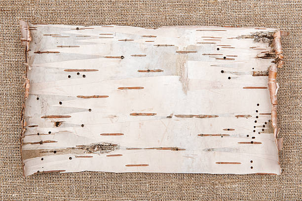 버치 나무껍질 on 삼베 배경기술 - birch bark 뉴스 사진 이미지