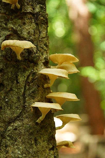 istock Mushrooms on a tree at Peninsular Botanical Garden. 454922853
