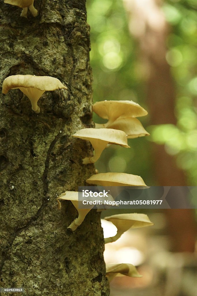 Cogumelos em uma árvore no Jardim botânico Peninsular. - Royalty-free Amarelo Foto de stock