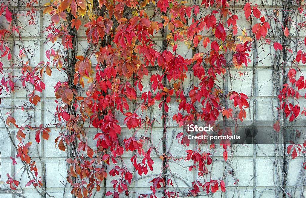 Red ivy creeper leaves Climbing plant with red leaves on house walls Architecture Stock Photo