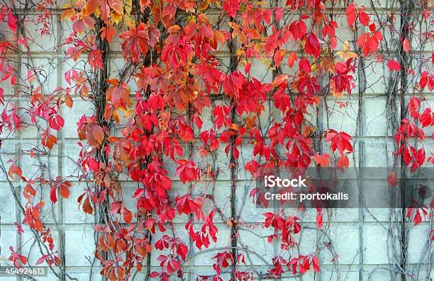 Red Ivy Creeper Leaves Stock Photo - Download Image Now - Architecture, Autumn, Backgrounds