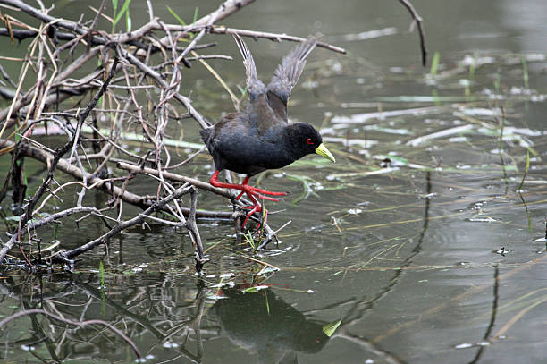 Saracura Negra testes água - foto de acervo