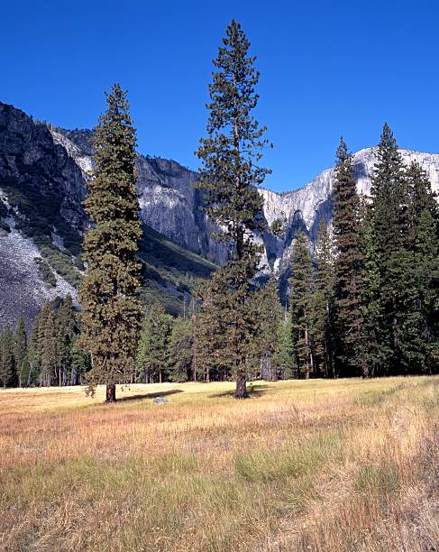 istock Trees in field, Yosemite Valley, California. 454924795