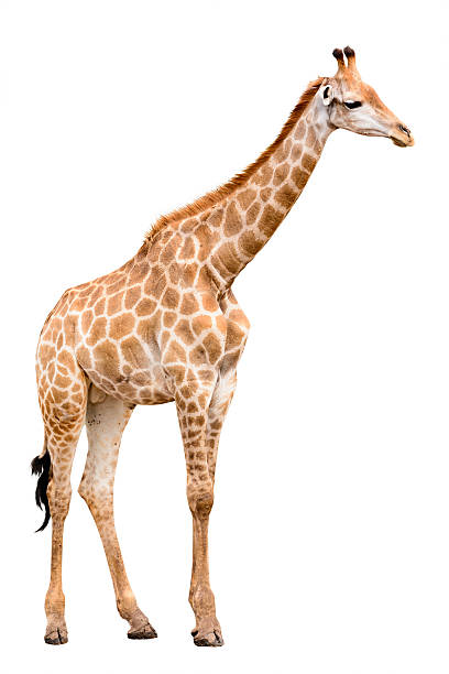 istock female long neck giraffe isolated 454926645