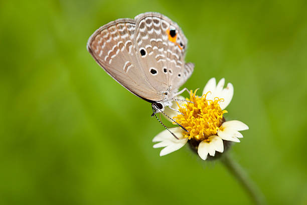 istock Peablue butterfly on flower 454927917
