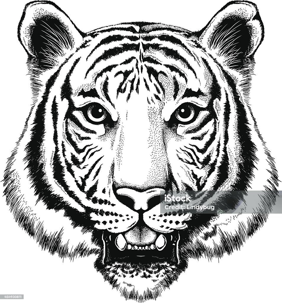 Retrato de un tigre - arte vectorial de Tigre libre de derechos