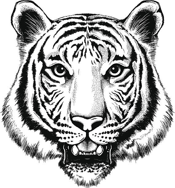 Black and white illustration of a portrait of a tiger vector art illustration