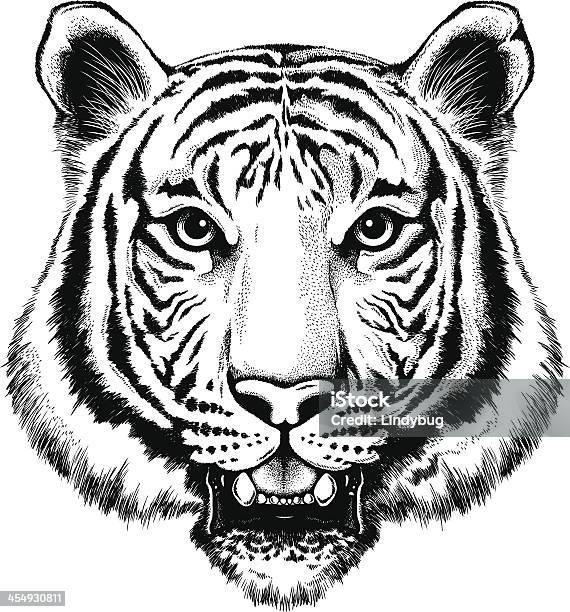 Black And White Illustration Of A Portrait Of A Tiger Stock Illustration - Download Image Now