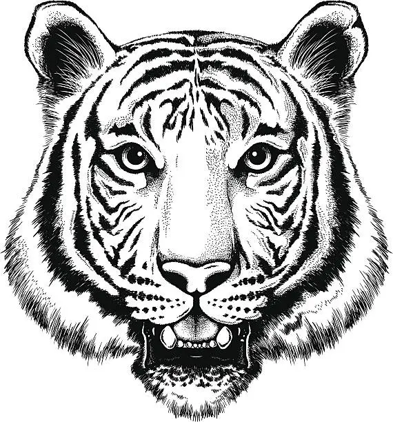 Vector illustration of Black and white illustration of a portrait of a tiger