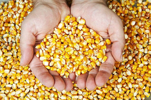 istock man's hands holding  grains of ripes dry corns 454931781