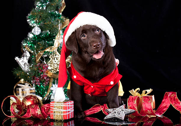 istock christmas puppy wearing a santa hat 454932047