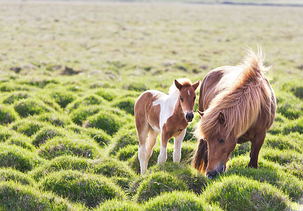 Icelandic horse with her colt. Iceland, Europe.