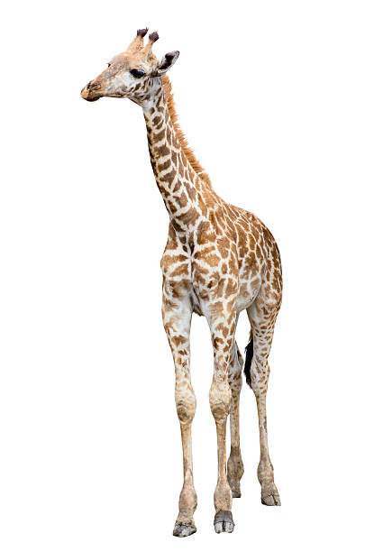 istock female long neck giraffe isolated 454937311