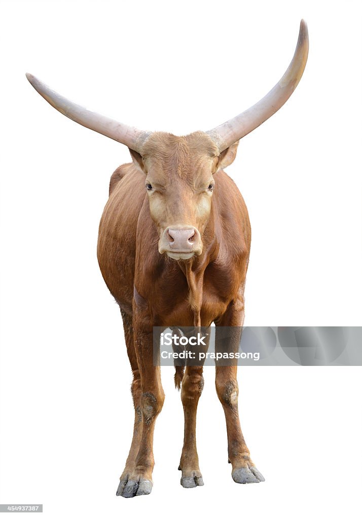 Strong red brown bull ox isolated Strong red brown bull ox isolated on white background White Background Stock Photo