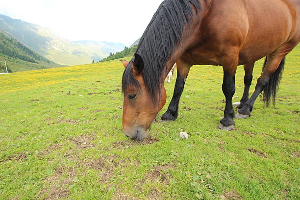 Healthy horse on a green Alpine meadow of the Austrian Alps. Location: Kühtai, Tyrol, Austria