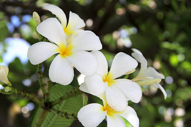 white frangipani stock photo