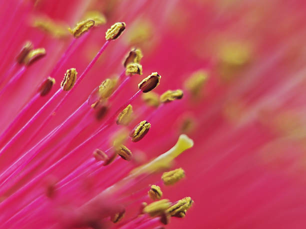 magenta, amarelo - pollen magnification high scale magnification yellow imagens e fotografias de stock