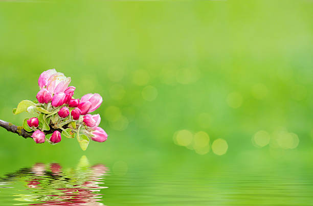 Green spring background with shallow focus bokeh and refflection