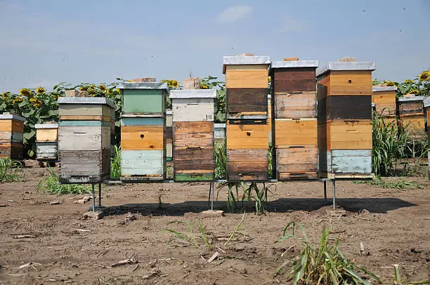 Bee Hives