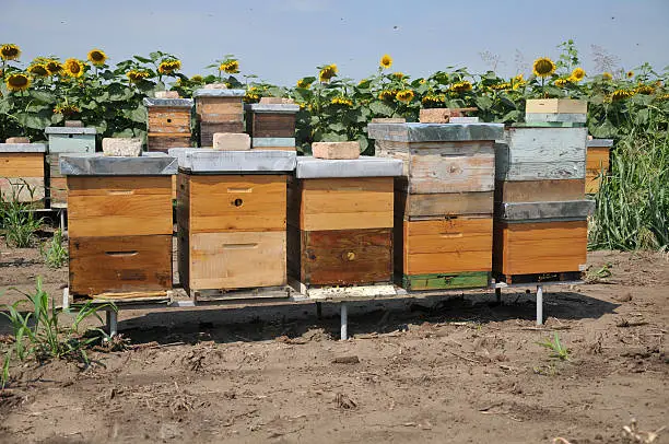 Bee Hives