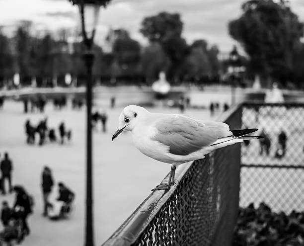 istock Perched seagull looking down at people in Jardin des Tuileries, 454945747
