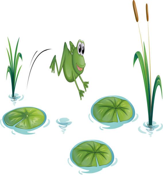 개구리 유클리드의 연못, waterlilies - frog jumping pond water lily stock illustrations