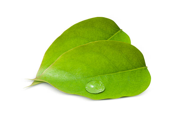 istock Water drops on green leaves III 454946777