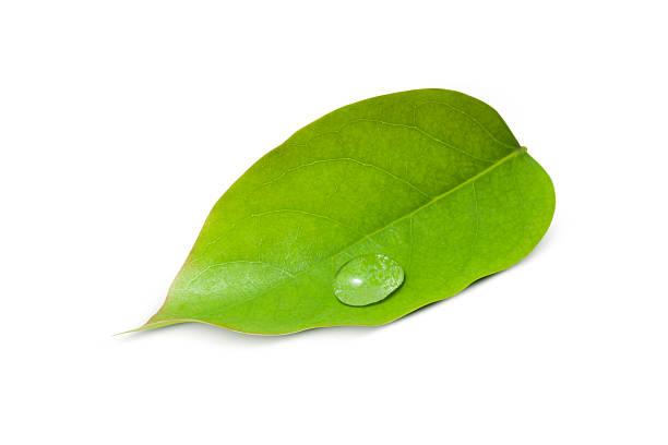 istock Water drops on green leaves 454946781