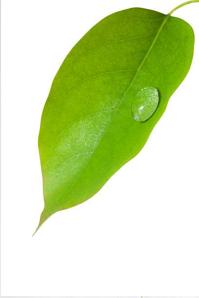 istock Water drops on green leaves II 454946787